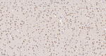 PPP2R5D Antibody in Immunohistochemistry (Paraffin) (IHC (P))