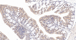PPP2R5D Antibody in Immunohistochemistry (Paraffin) (IHC (P))