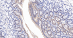 PPP2R5D Antibody in Immunohistochemistry (Paraffin) (IHC (P))
