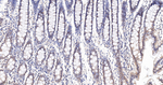 PPP2R5D Antibody in Immunohistochemistry (Paraffin) (IHC (P))