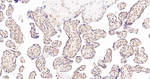 PPP2R5D Antibody in Immunohistochemistry (Paraffin) (IHC (P))