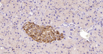 MYO1B Antibody in Immunohistochemistry (Paraffin) (IHC (P))