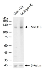 MYO1B Antibody in Western Blot (WB)