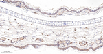 PCBP2 Antibody in Immunohistochemistry (Paraffin) (IHC (P))
