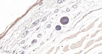 PCBP2 Antibody in Immunohistochemistry (Paraffin) (IHC (P))