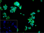 CLIC4 Recombinant Rabbit Monoclonal Antibody (5C9)