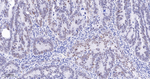 Phospho-PBK (Thr9) Antibody in Immunohistochemistry (Paraffin) (IHC (P))