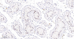 Phospho-PBK (Thr9) Antibody in Immunohistochemistry (Paraffin) (IHC (P))