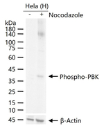 Phospho-PBK (Thr9) Antibody in Western Blot (WB)