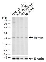 HOMER1 Antibody in Western Blot (WB)