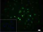 FAM50A Antibody in Immunocytochemistry (ICC/IF)