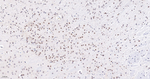 FAM50A Antibody in Immunohistochemistry (Paraffin) (IHC (P))