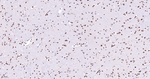 FAM50A Antibody in Immunohistochemistry (Paraffin) (IHC (P))
