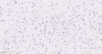 FAM50A Antibody in Immunohistochemistry (Paraffin) (IHC (P))