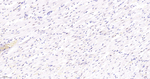 FAM50A Antibody in Immunohistochemistry (Paraffin) (IHC (P))