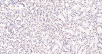 FAM50A Antibody in Immunohistochemistry (Paraffin) (IHC (P))