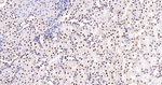 FAM50A Antibody in Immunohistochemistry (Paraffin) (IHC (P))