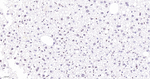 FAM50A Antibody in Immunohistochemistry (Paraffin) (IHC (P))