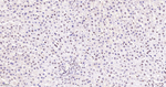 FAM50A Antibody in Immunohistochemistry (Paraffin) (IHC (P))