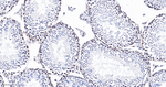 FAM50A Antibody in Immunohistochemistry (Paraffin) (IHC (P))