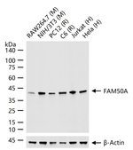 FAM50A Antibody in Western Blot (WB)