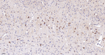 NDUFS2 Antibody in Immunohistochemistry (Paraffin) (IHC (P))