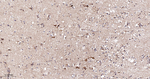 NDUFC2 Recombinant Rabbit Monoclonal Antibody (2A9)