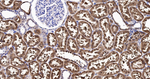 CRCP Antibody in Immunohistochemistry (Paraffin) (IHC (P))