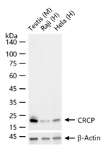 CRCP Antibody in Western Blot (WB)