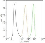 ACTR1B Antibody in Flow Cytometry (Flow)