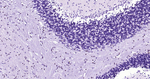 Phospho-c-Jun (Thr91, Thr93) Antibody in Immunohistochemistry (Paraffin) (IHC (P))