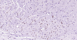 Phospho-c-Jun (Thr91, Thr93) Antibody in Immunohistochemistry (Paraffin) (IHC (P))