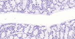Phospho-c-Jun (Thr91, Thr93) Antibody in Immunohistochemistry (Paraffin) (IHC (P))