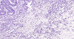 Phospho-c-Jun (Thr91, Thr93) Antibody in Immunohistochemistry (Paraffin) (IHC (P))