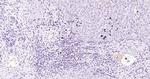 Phospho-c-Jun (Thr91, Thr93) Antibody in Immunohistochemistry (Paraffin) (IHC (P))