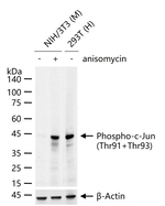 Phospho-c-Jun (Thr91, Thr93) Antibody in Western Blot (WB)