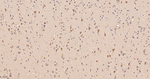 ATE1 Antibody in Immunohistochemistry (Paraffin) (IHC (P))