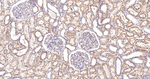 ATE1 Antibody in Immunohistochemistry (Paraffin) (IHC (P))