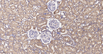 ATE1 Antibody in Immunohistochemistry (Paraffin) (IHC (P))
