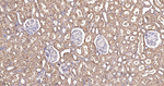 ATE1 Antibody in Immunohistochemistry (Paraffin) (IHC (P))