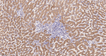 ATE1 Antibody in Immunohistochemistry (Paraffin) (IHC (P))