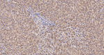 ATE1 Antibody in Immunohistochemistry (Paraffin) (IHC (P))