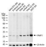 PMF1 Antibody in Western Blot (WB)
