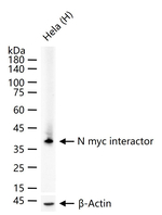 NMI Recombinant Rabbit Monoclonal Antibody (1E7)