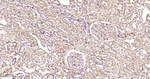 IKK beta Antibody in Immunohistochemistry (Paraffin) (IHC (P))