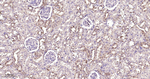 IKK beta Antibody in Immunohistochemistry (Paraffin) (IHC (P))