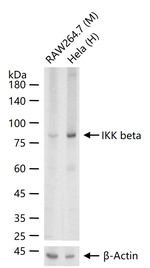 IKK beta Antibody in Western Blot (WB)