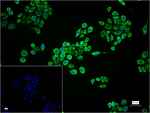 eIF3a Recombinant Rabbit Monoclonal Antibody (10F3)