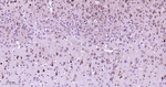 eIF3a Antibody in Immunohistochemistry (Paraffin) (IHC (P))