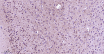 eIF3a Antibody in Immunohistochemistry (Paraffin) (IHC (P))